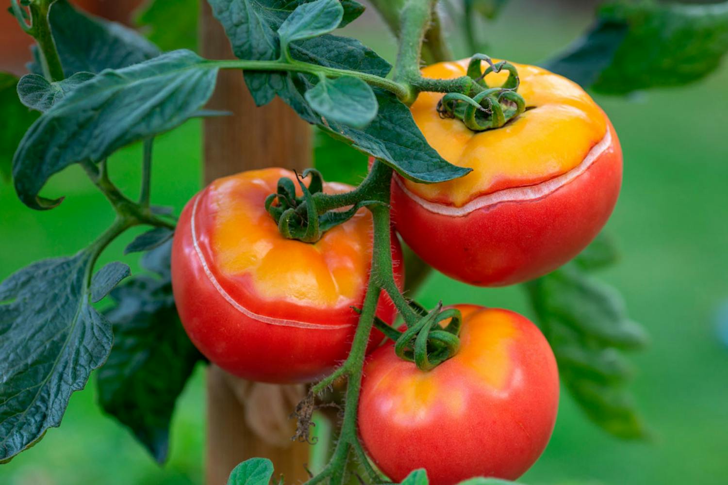 griffelråte griffelråte